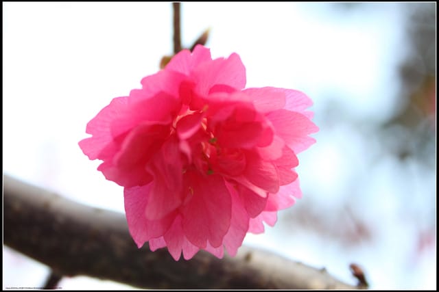 《遊記—台北》小珊珊追花去～木柵杏花林