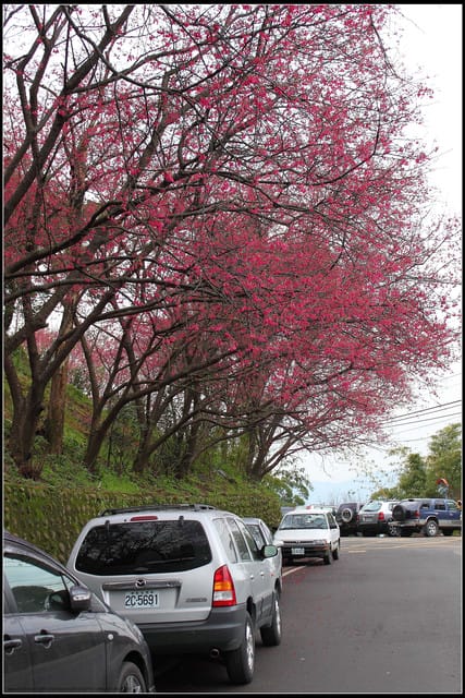 《遊記—台北》小珊珊追花去～木柵杏花林