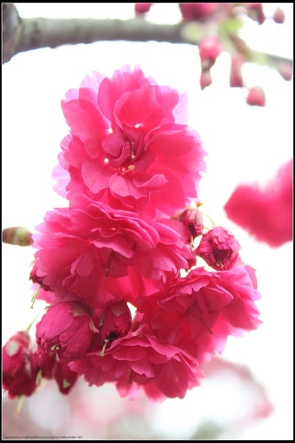 《遊記—台北》小珊珊追花去～木柵杏花林