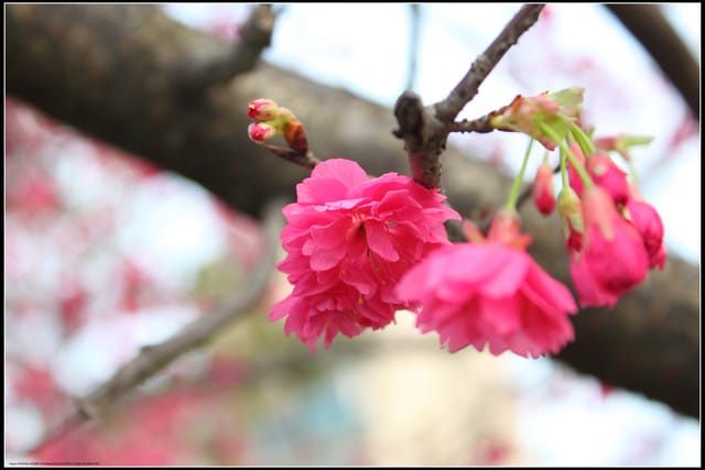 《遊記—台北》小珊珊追花去～木柵杏花林