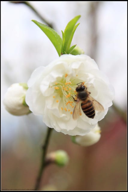 《遊記—台北》小珊珊追花去～木柵杏花林