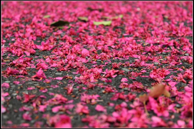 《遊記—台北》小珊珊追花去～木柵杏花林