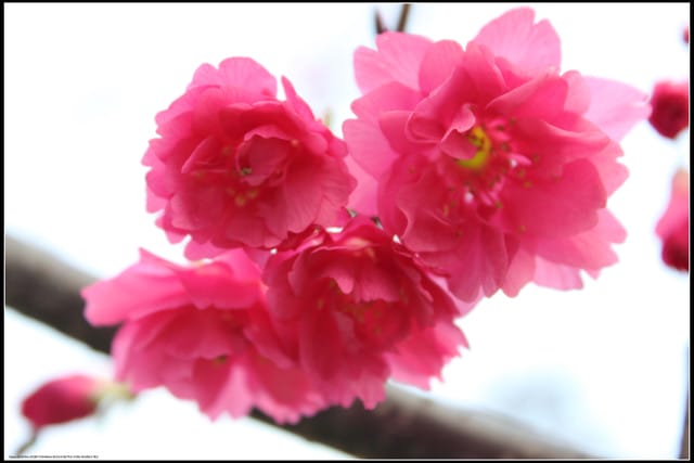 《遊記—台北》小珊珊追花去～木柵杏花林