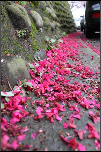 《遊記—台北》小珊珊追花去～木柵杏花林