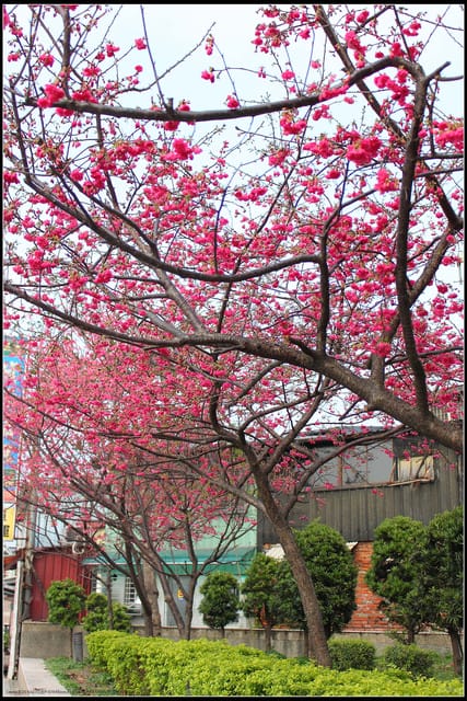 《遊記—台北》小珊珊追花去～木柵杏花林