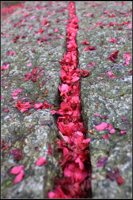 《遊記—台北》小珊珊追花去～木柵杏花林