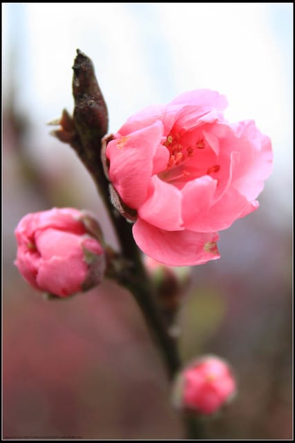《遊記—台北》小珊珊追花去～木柵杏花林