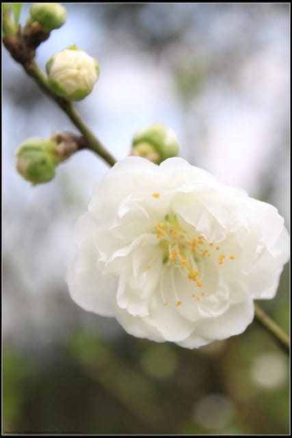 《遊記—台北》小珊珊追花去～木柵杏花林