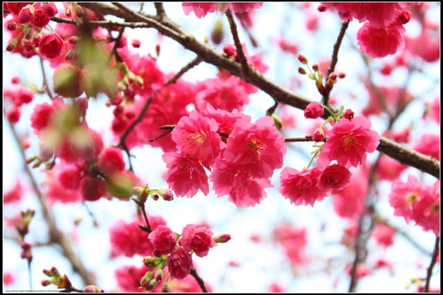 《遊記—台北》小珊珊追花去～木柵杏花林