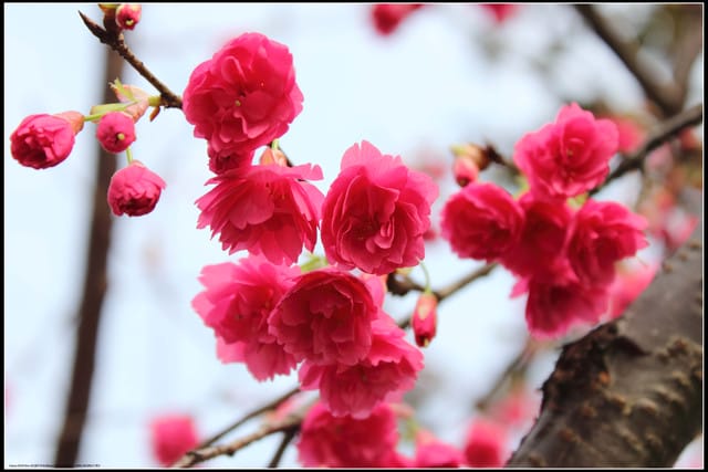 《遊記—台北》小珊珊追花去～木柵杏花林