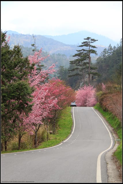 《遊記—台中》武陵農場～櫻花雪落滿地！