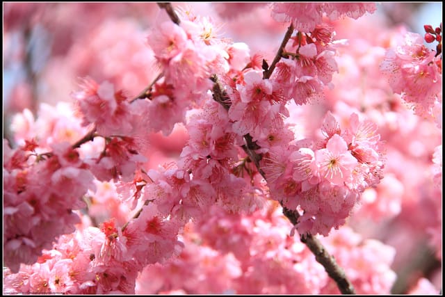 《遊記—台中》武陵農場～櫻花雪落滿地！
