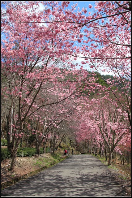 《遊記—台中》武陵農場～櫻花雪落滿地！