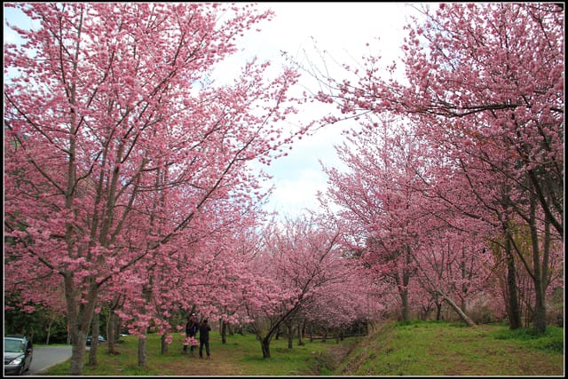 《遊記—台中》武陵農場～櫻花雪落滿地！