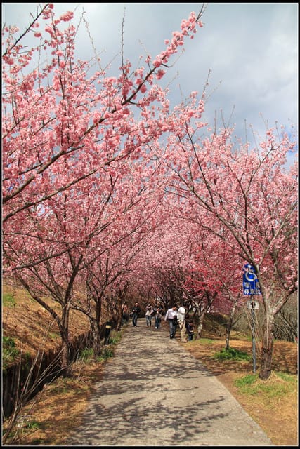 《遊記—台中》武陵農場～櫻花雪落滿地！
