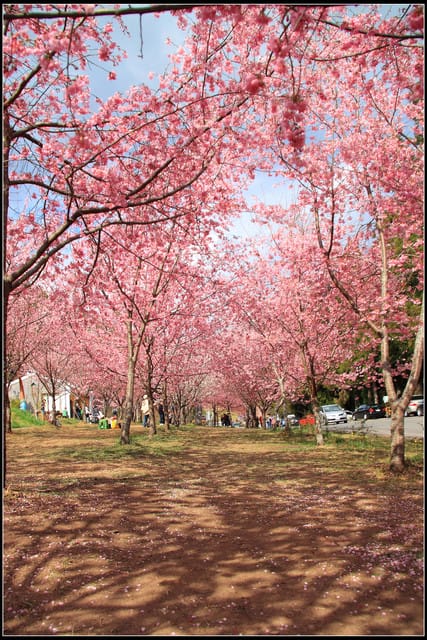 《遊記—台中》武陵農場～櫻花雪落滿地！