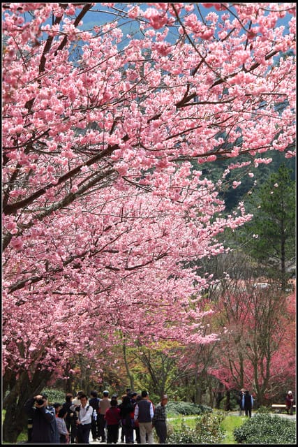 《遊記—台中》武陵農場～櫻花雪落滿地！