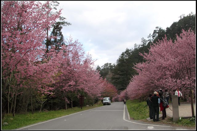 《遊記—台中》武陵農場～櫻花雪落滿地！