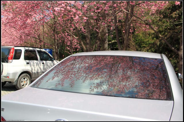 《遊記—台中》武陵農場～櫻花雪落滿地！