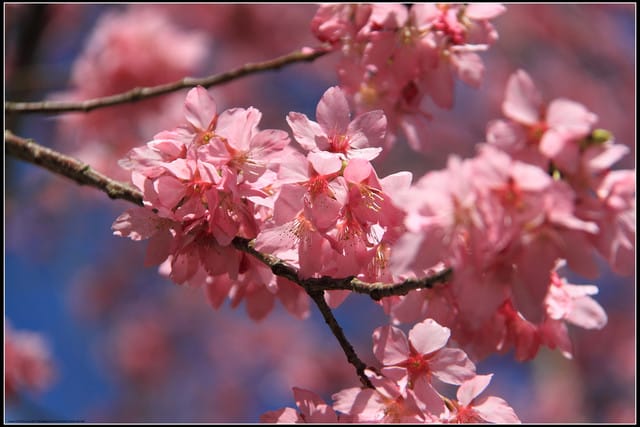 《遊記—台中》武陵農場～櫻花雪落滿地！