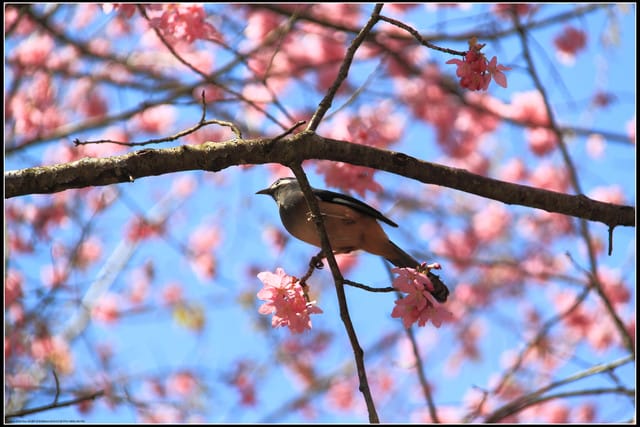 《遊記—台中》武陵農場～櫻花雪落滿地！