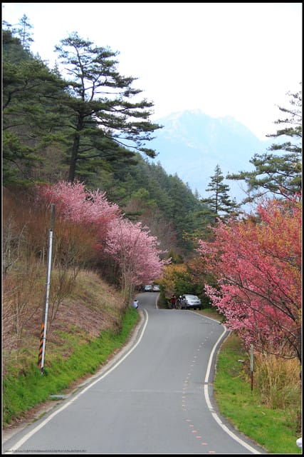 《遊記—台中》武陵農場～櫻花雪落滿地！