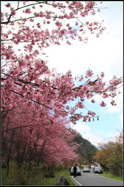 《遊記—台中》武陵農場～櫻花雪落滿地！