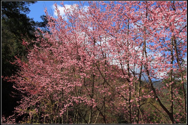 《遊記—台中》武陵農場～櫻花雪落滿地！
