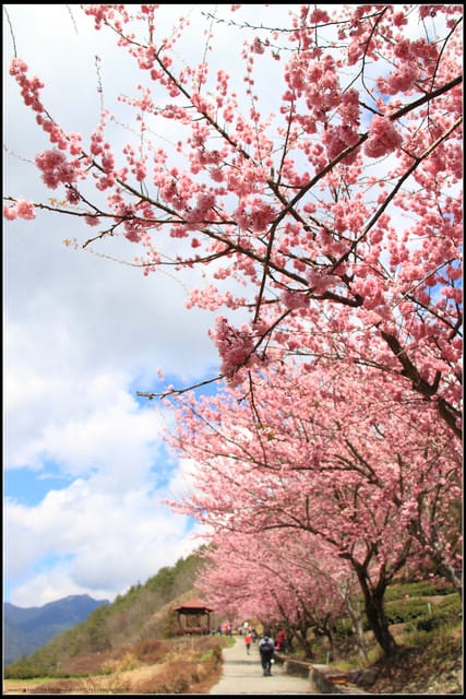 《遊記—台中》武陵農場～櫻花雪落滿地！