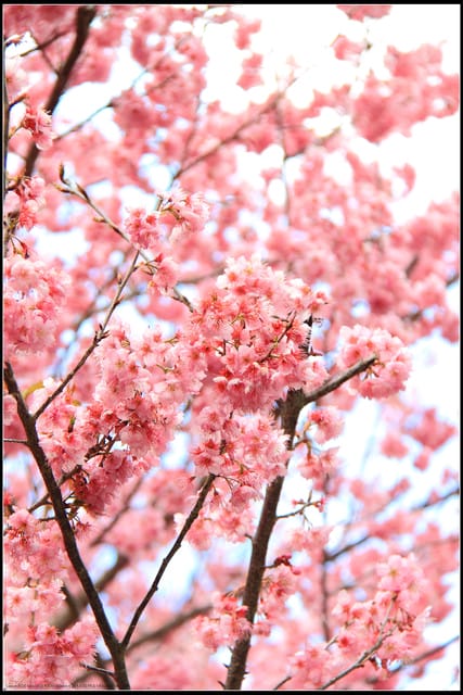 《遊記—台中》武陵農場～櫻花雪落滿地！