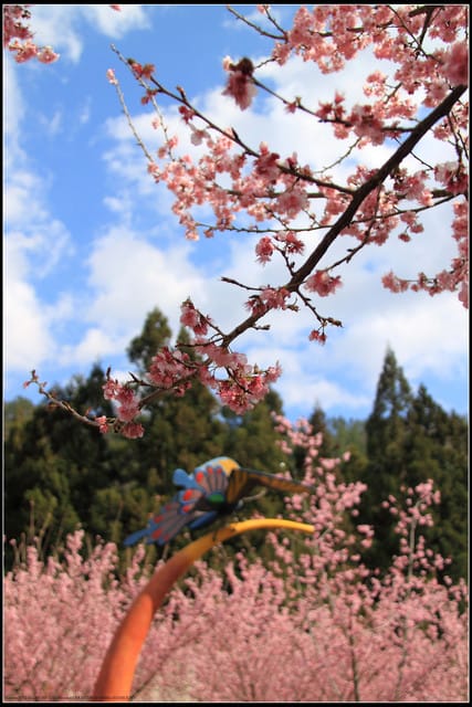 《遊記—台中》武陵農場～櫻花雪落滿地！