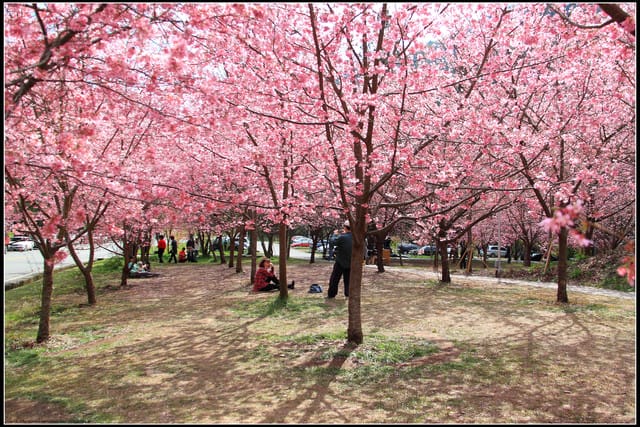 《遊記—台中》武陵農場～櫻花雪落滿地！