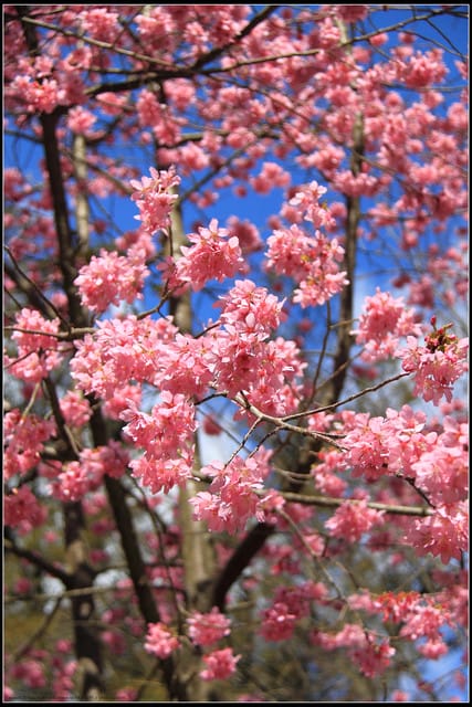 《遊記—台中》武陵農場～櫻花雪落滿地！