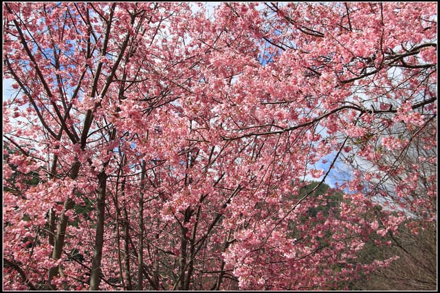 《遊記—台中》武陵農場～櫻花雪落滿地！