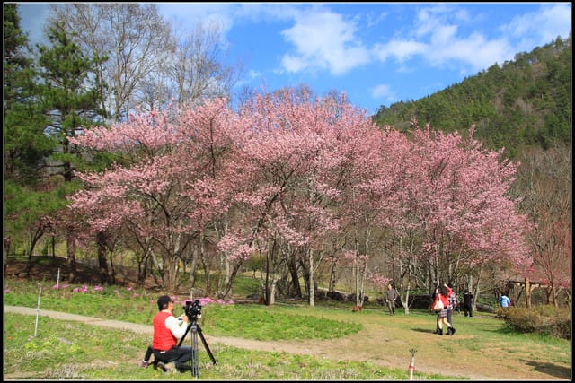 《遊記—台中》武陵農場～櫻花雪落滿地！