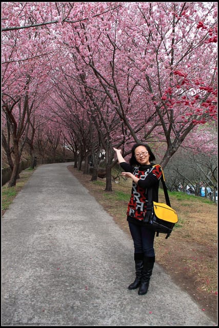 《遊記—台中》武陵農場～櫻花雪落滿地！