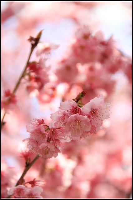 《遊記—台中》武陵農場～櫻花雪落滿地！