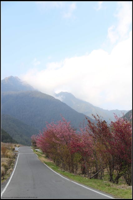 《遊記—台中》武陵農場～櫻花雪落滿地！