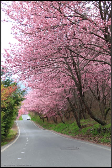 《遊記—台中》武陵農場～櫻花雪落滿地！