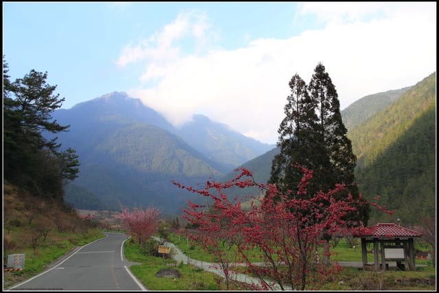 《遊記—台中》武陵農場～櫻花雪落滿地！