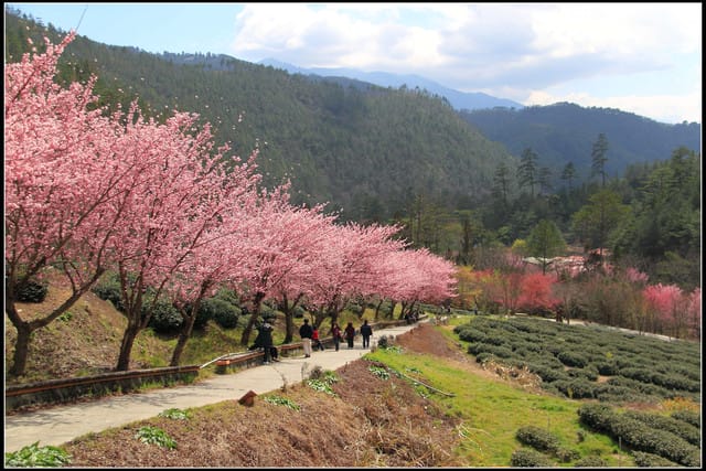 《遊記—台中》武陵農場～櫻花雪落滿地！