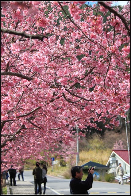 《遊記—台中》武陵農場～櫻花雪落滿地！