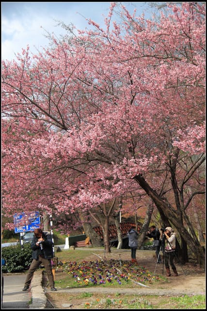 《遊記—台中》武陵農場～櫻花雪落滿地！