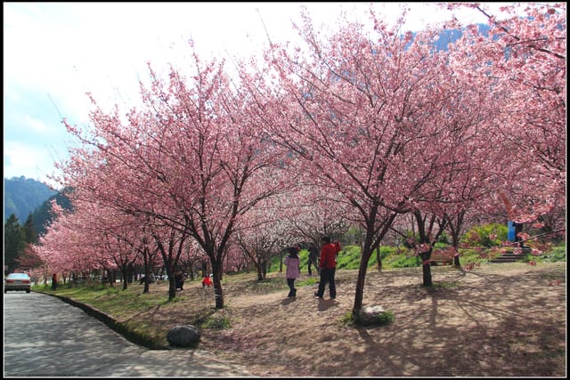 《遊記—台中》武陵農場～櫻花雪落滿地！