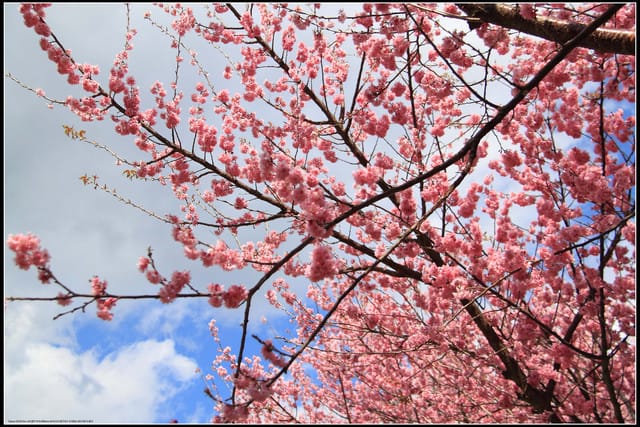 《遊記—台中》武陵農場～櫻花雪落滿地！
