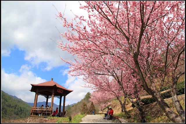 《遊記—台中》武陵農場～櫻花雪落滿地！