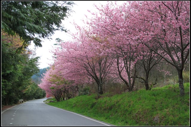 《遊記—台中》武陵農場～櫻花雪落滿地！