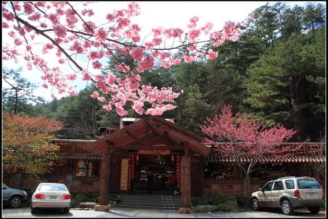 《遊記—台中》武陵農場～櫻花雪落滿地！