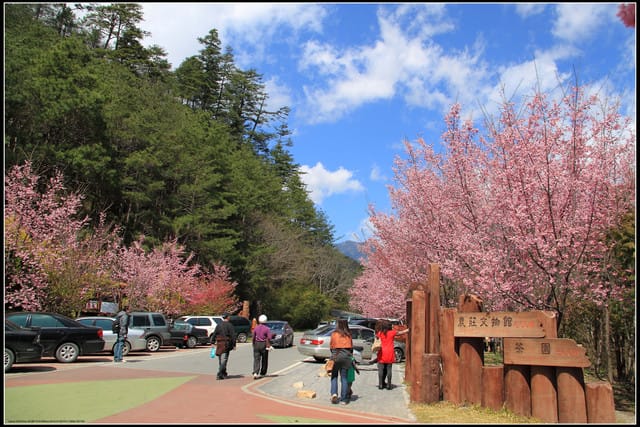 《遊記—台中》武陵農場～櫻花雪落滿地！