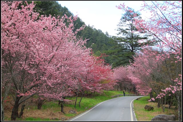 《遊記—台中》武陵農場～櫻花雪落滿地！